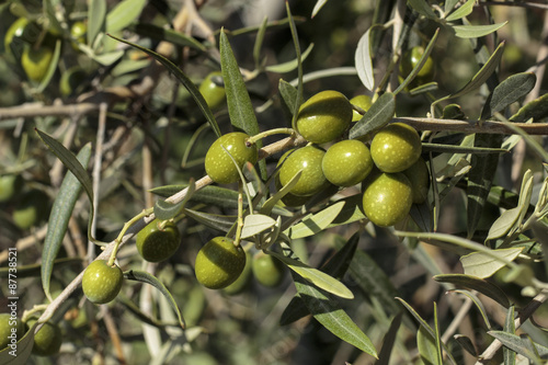 Detail of fruits in an olive tree