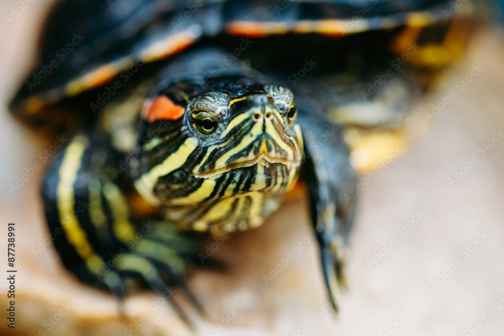 Small Red-ear Turtle, Pond Terrapin Small Red-ear Turtle, Pond Terrapin