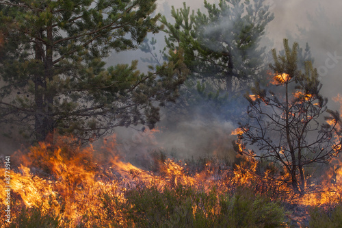 Pine forest fire. Appropriate to visualize wildfires or prescribed burning of forest in Europe and Asia:UK, Scandinavia, Russia, Baltic states, mountain forest, woods of conifers in any country. © Viesinsh