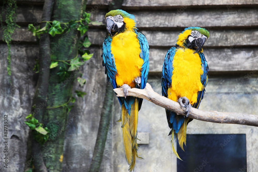 Two parrots ara macaws in jungle