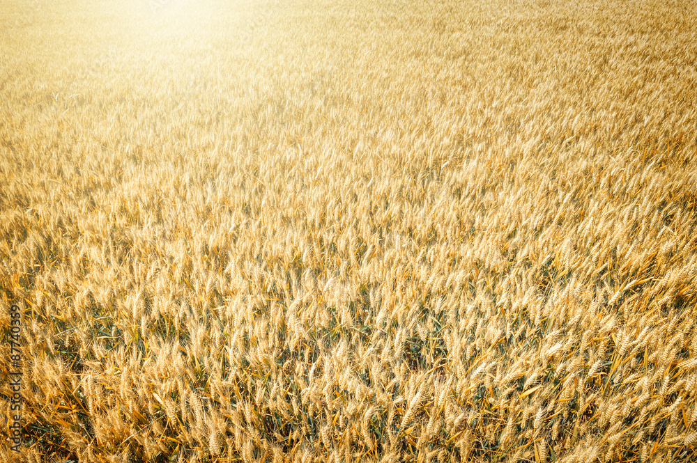 Fototapeta premium Top view of wheat field at harvest