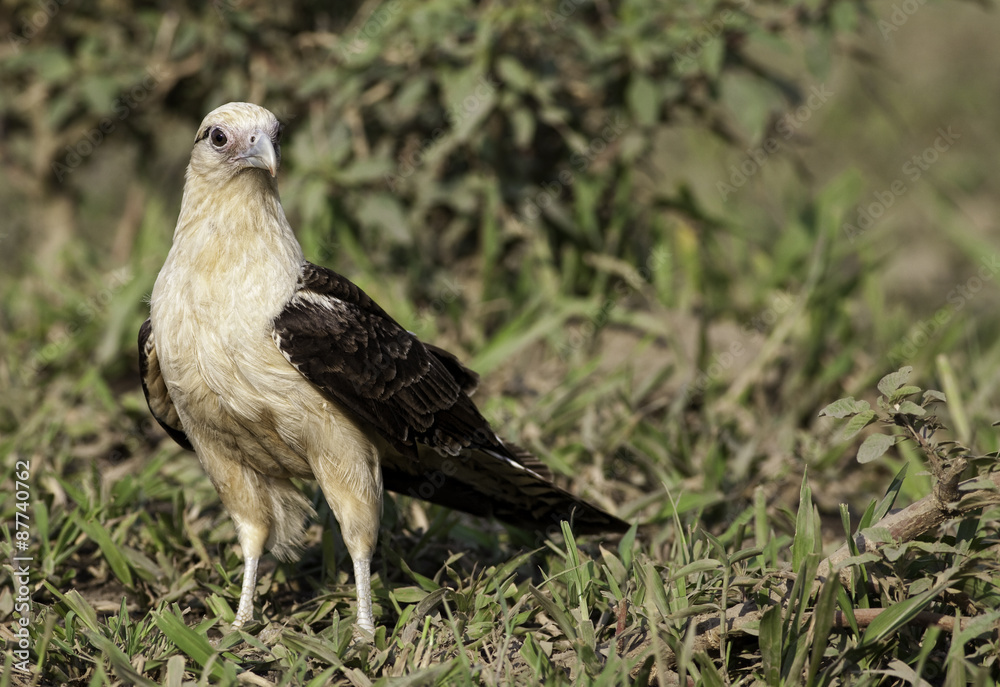 Fototapeta premium Alert Yellow-headed Caracara on the ground