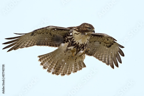 Red-tailed Hawk hovering over prey