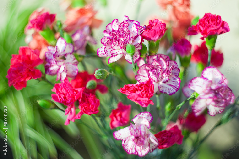 Carnation dianthus in bouquet, macro blur by helios, tender colors of carnation