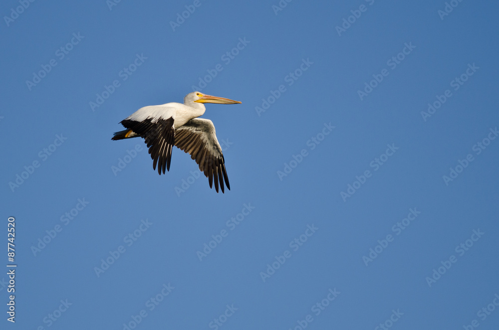 American White Pelican Flying in a Blue Sky American White Pelican Flying in a Blue Sky