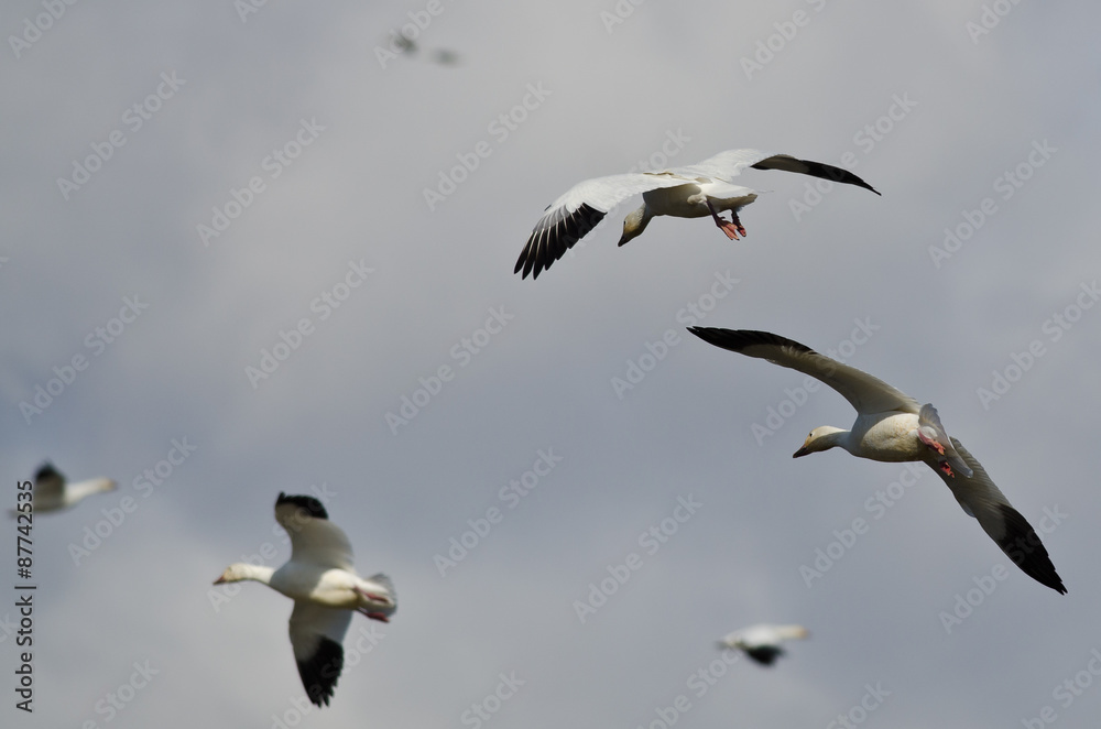 Obraz premium Pair of Snow Geese Coming In For a Landing