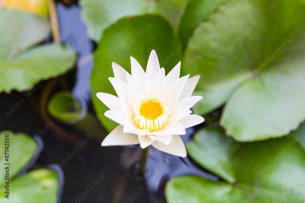 lotus flower