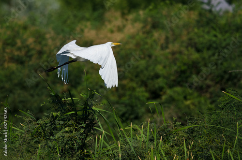 White Great Egret Flying Above The Marsh
