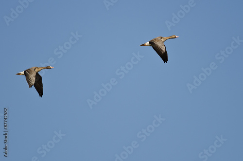 Pair of Greater White-Fronted Geese Flying in a Blue Sky