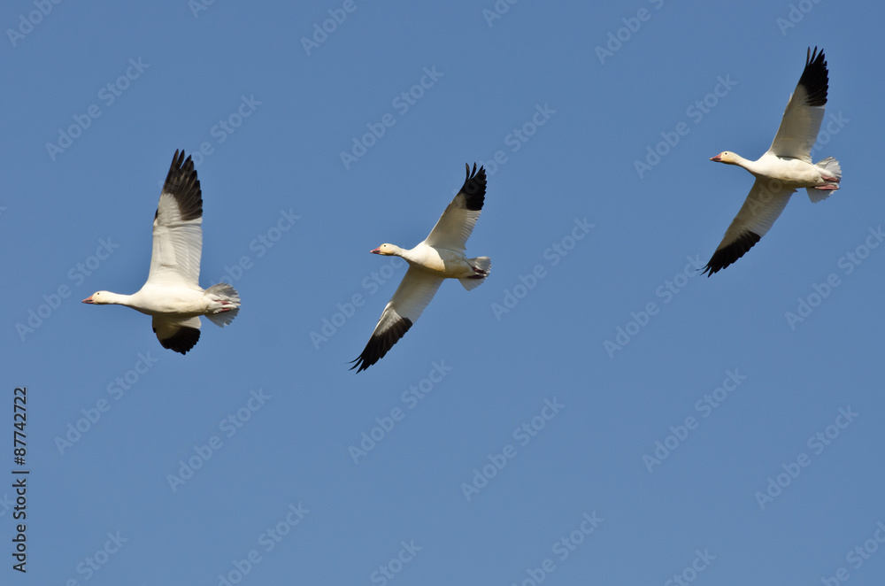 Obraz premium Three Snow Geese Flying in a Blue Sky