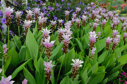 Thai orchids