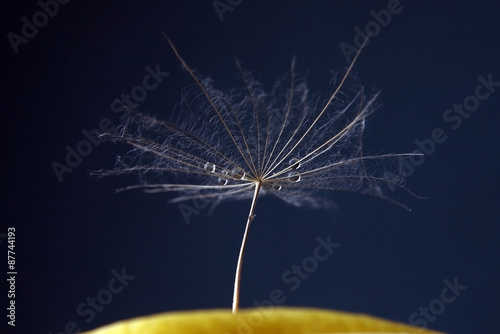 water drops on a dandelion