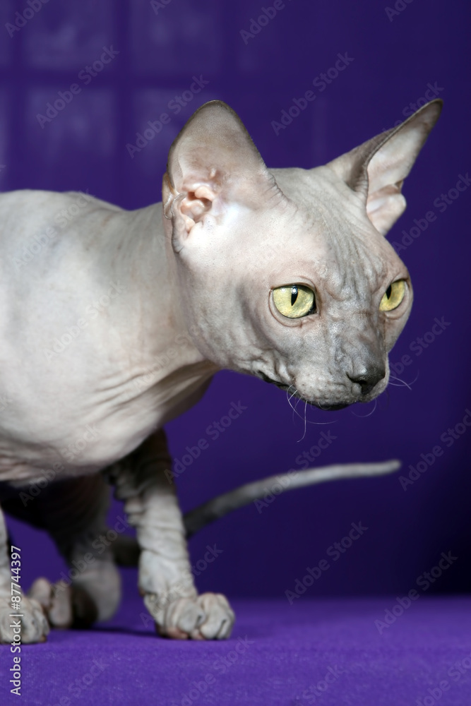 the studio photo of sphinx cat