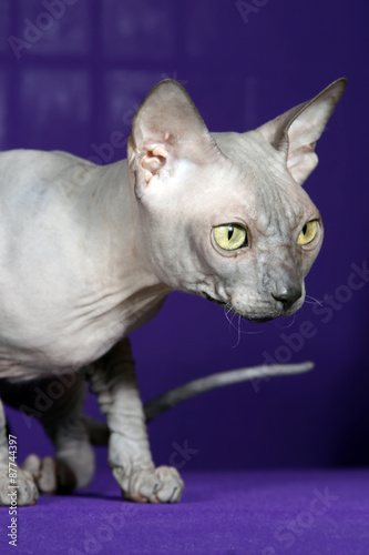 the studio photo of sphinx cat