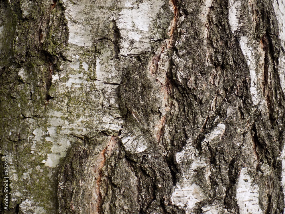 Obraz premium Birch tree bark texture