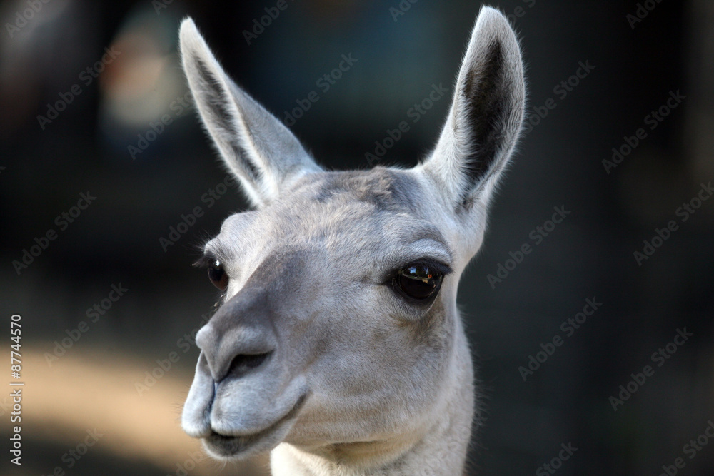 portrait of a fluffy llama close up