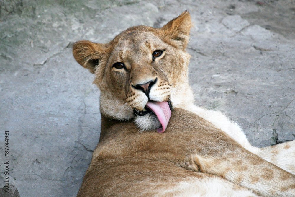 Naklejka premium ioness