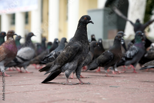 the pigeon is sitting on the square amid flocks of pigeons