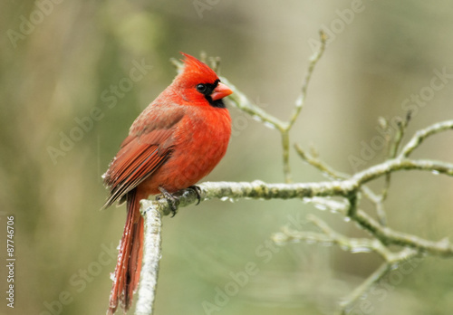 Red Cardinal sits on a limb during an ice storm.