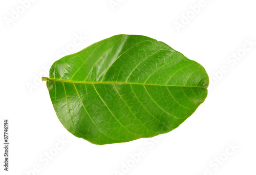 Sentul leaves on white background