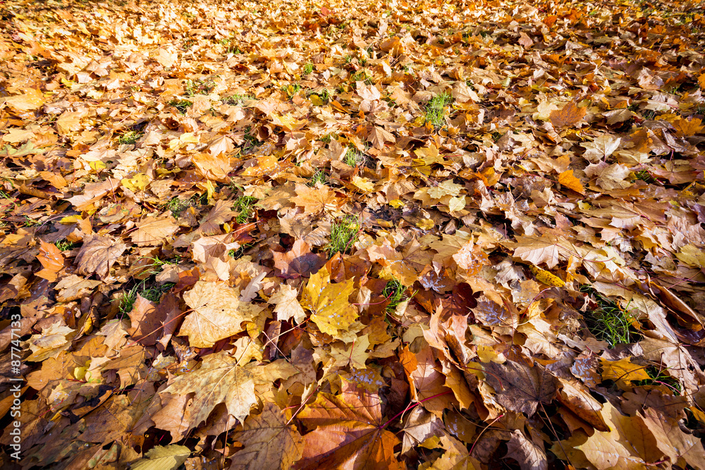 autumn leaves on forest floor for backgrounds