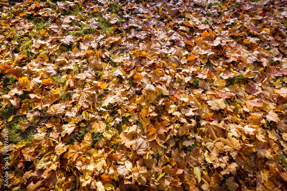 autumn leaves on forest floor for backgrounds