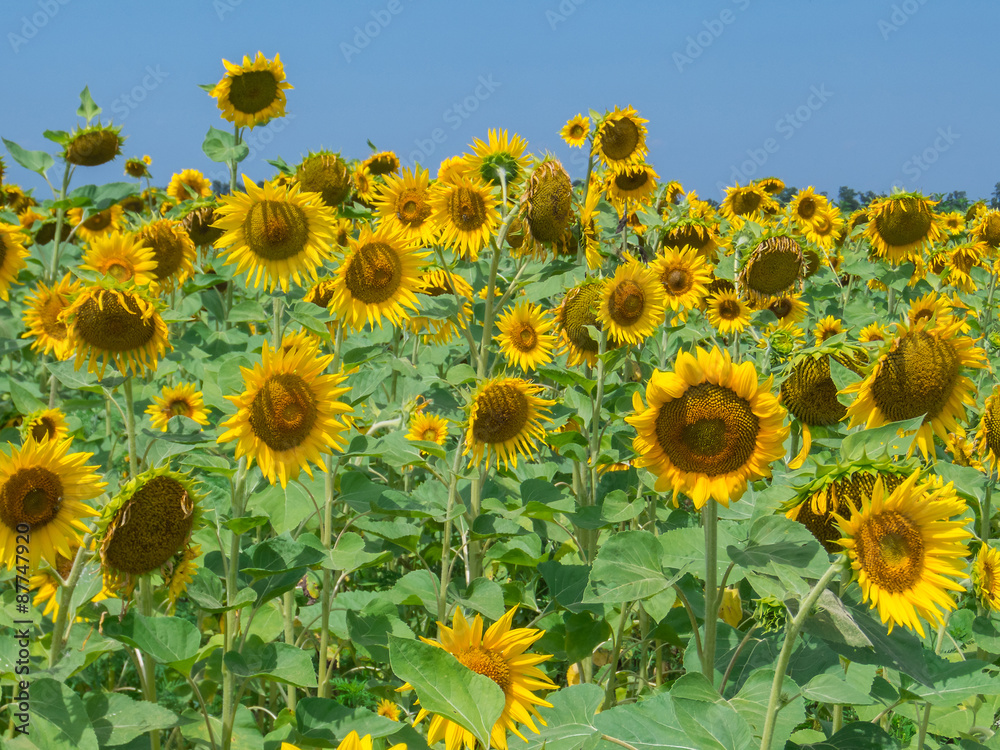 Fototapeta premium Blooming sunflowers
