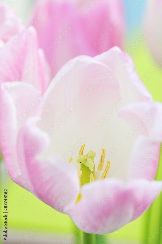 チューリップの雄蕊と雌蕊