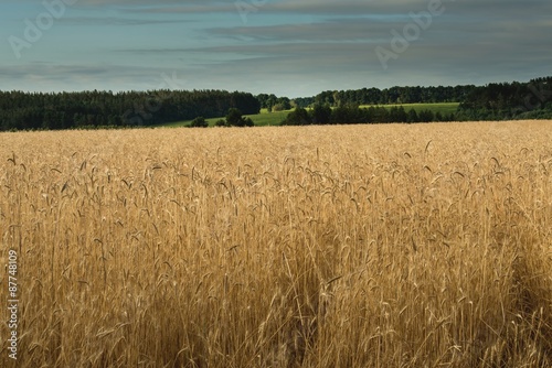 Вид на пшеничное поле
