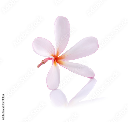 Plumeria flowers isolated on white background