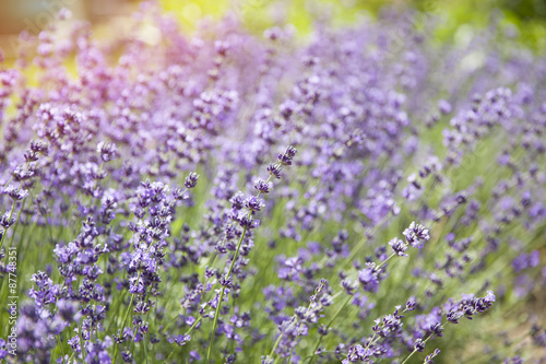 Fototapeta Naklejka Na Ścianę i Meble -  Lavender Flowers