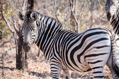 Two Zebra is seen among trees at the Kruger National Park