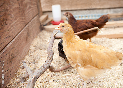 Фотография Young Buff Orpington Pullet