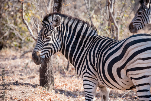 Fototapeta Naklejka Na Ścianę i Meble -  Two Zebra is seen among trees at the Kruger National Park