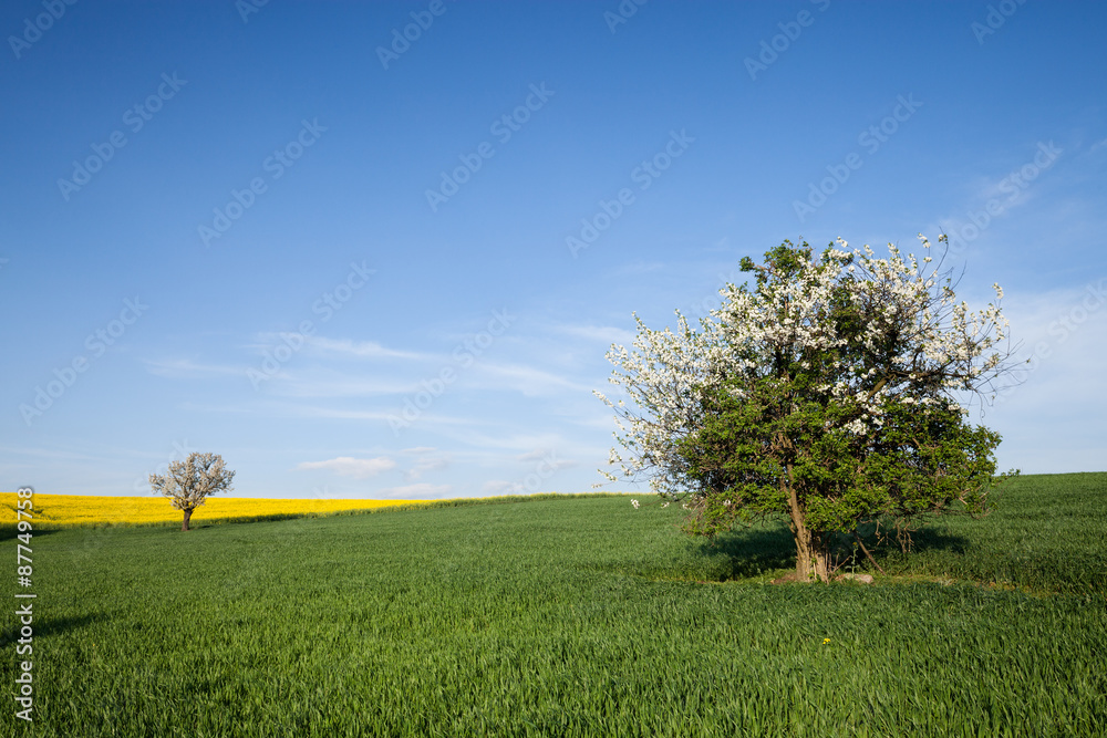 Fototapeta premium Field and cherry tree over blue sky