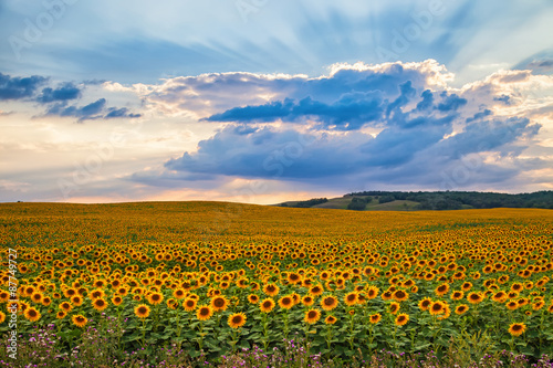 Beautiful field of blooming sunflowers