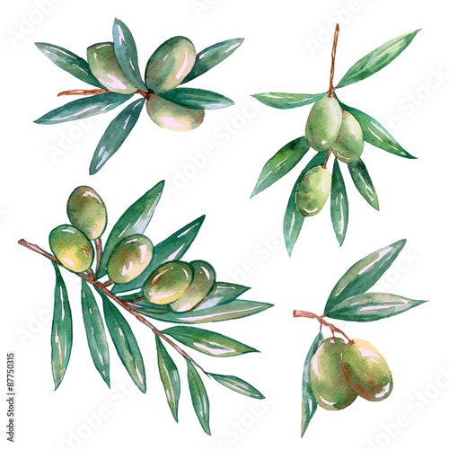  olive branch hand draw watercolor on white background vector ,illustration EPS10