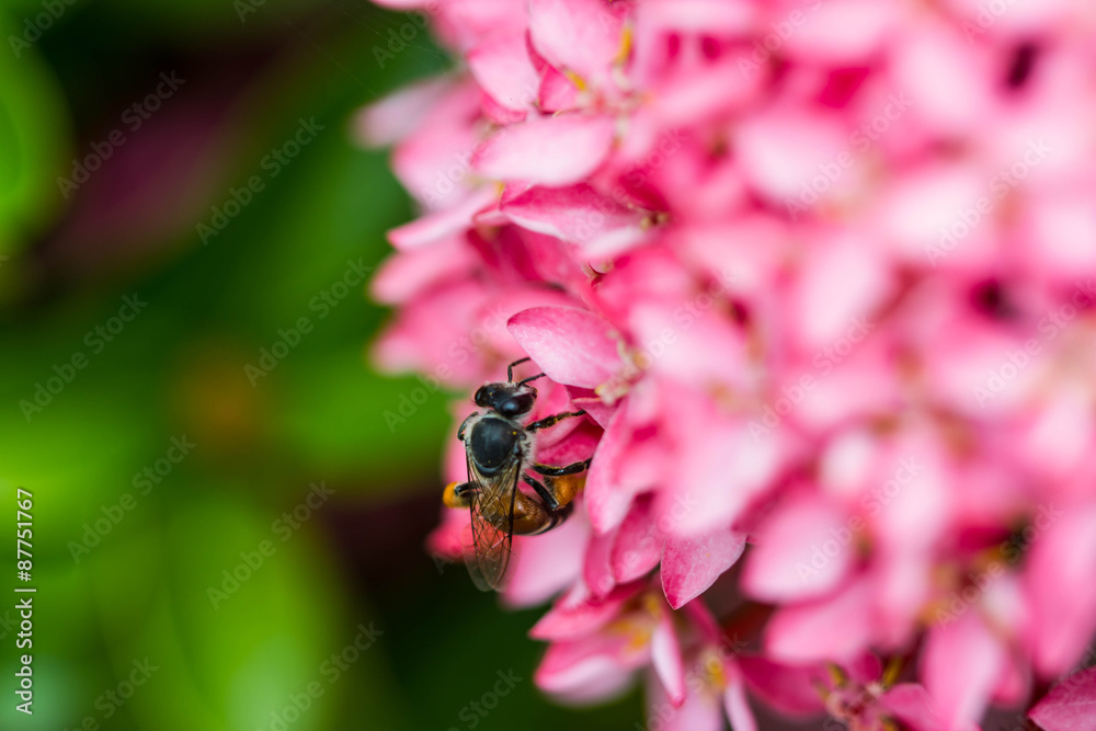 Little bee on flower