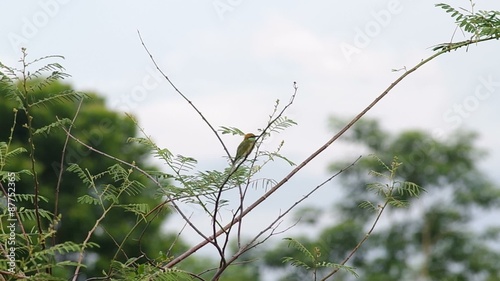 Chestnut-headed Bee-eater after resting on the mimosa shoot, it's flying away photo