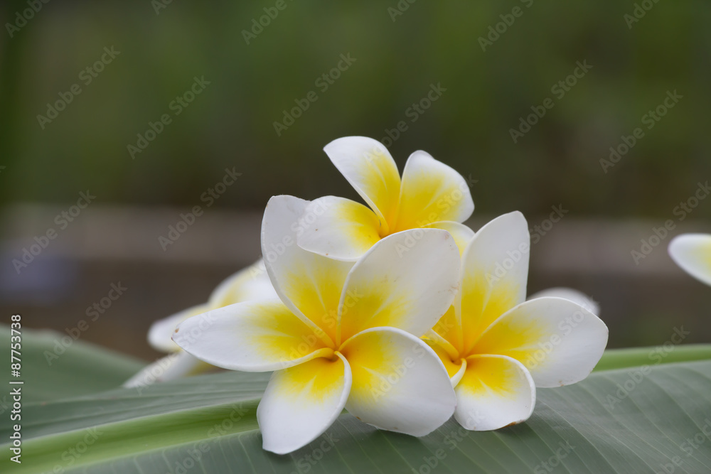 Fototapeta premium Plumeria