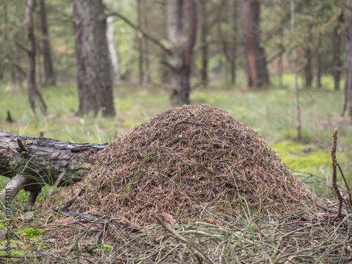 Red wood ant, anthill - Formica rufa