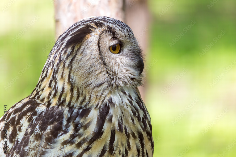 Eagle Owl (Bubo bubo) Eagle Owl (Bubo bubo)