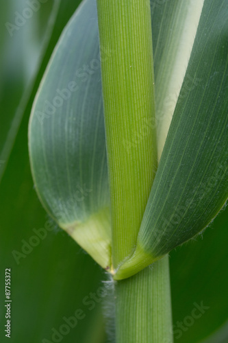 Green Corn - Closeup