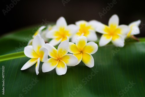 Plumeria