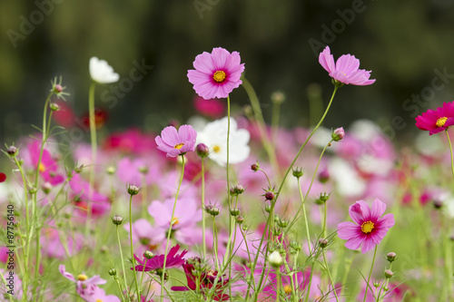 the cosmos flower in the garden for background