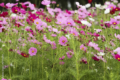 the cosmos flower in the garden for background
