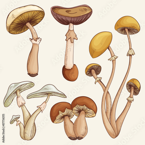Set with a variety of vintage colorful realistic mushrooms. Retro hand drawn vector illustration