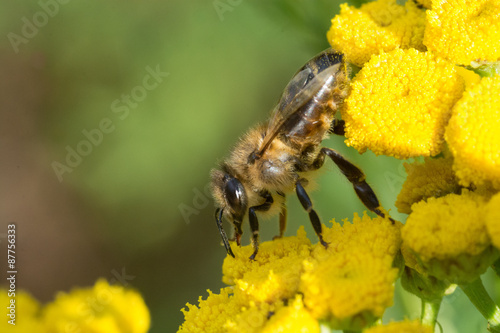 Bee on yellow flower © greenphotoKK