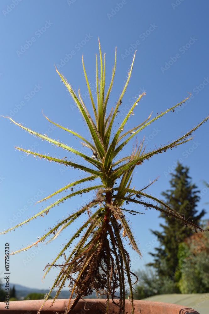 Roridula gorgonias