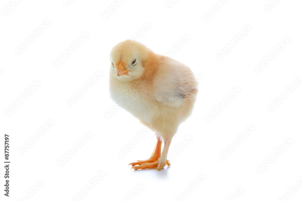 Obraz premium Yellow chicken